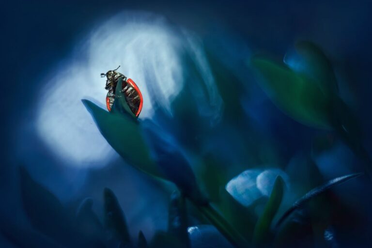 „Od zbliżenia do makro” – konkurs miesiąca TTF, marzec 2026